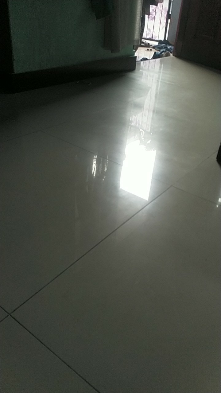 Janda Bolong- Tanaman Hias Monstera Obliqua Lokal