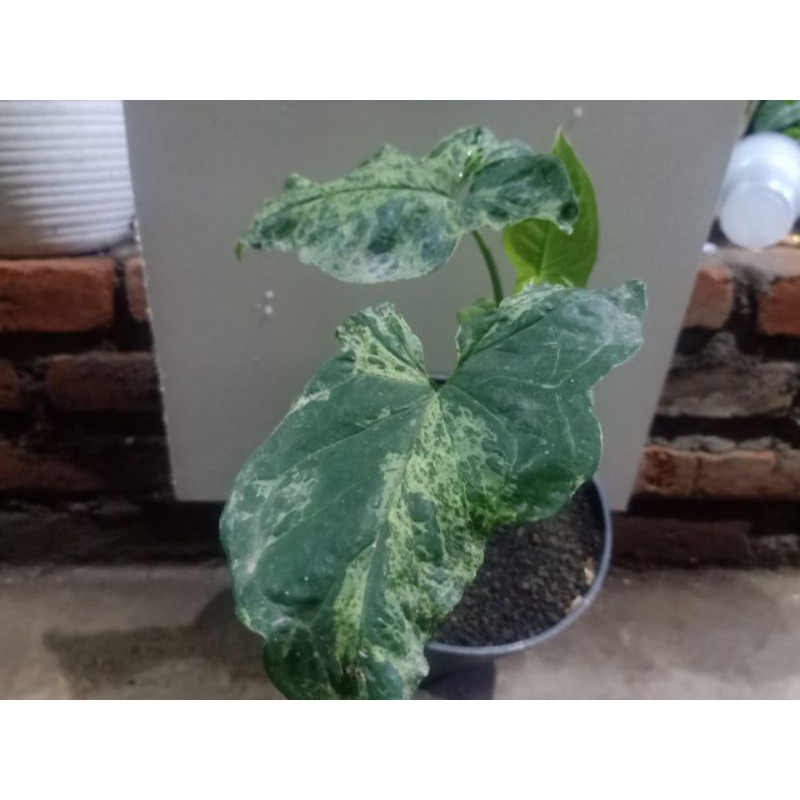 Tanaman hias syngonium mojito / singonium mojito