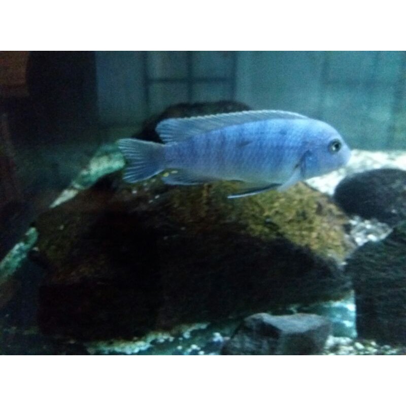 Metriaclima Lombardoi - African Cichlid