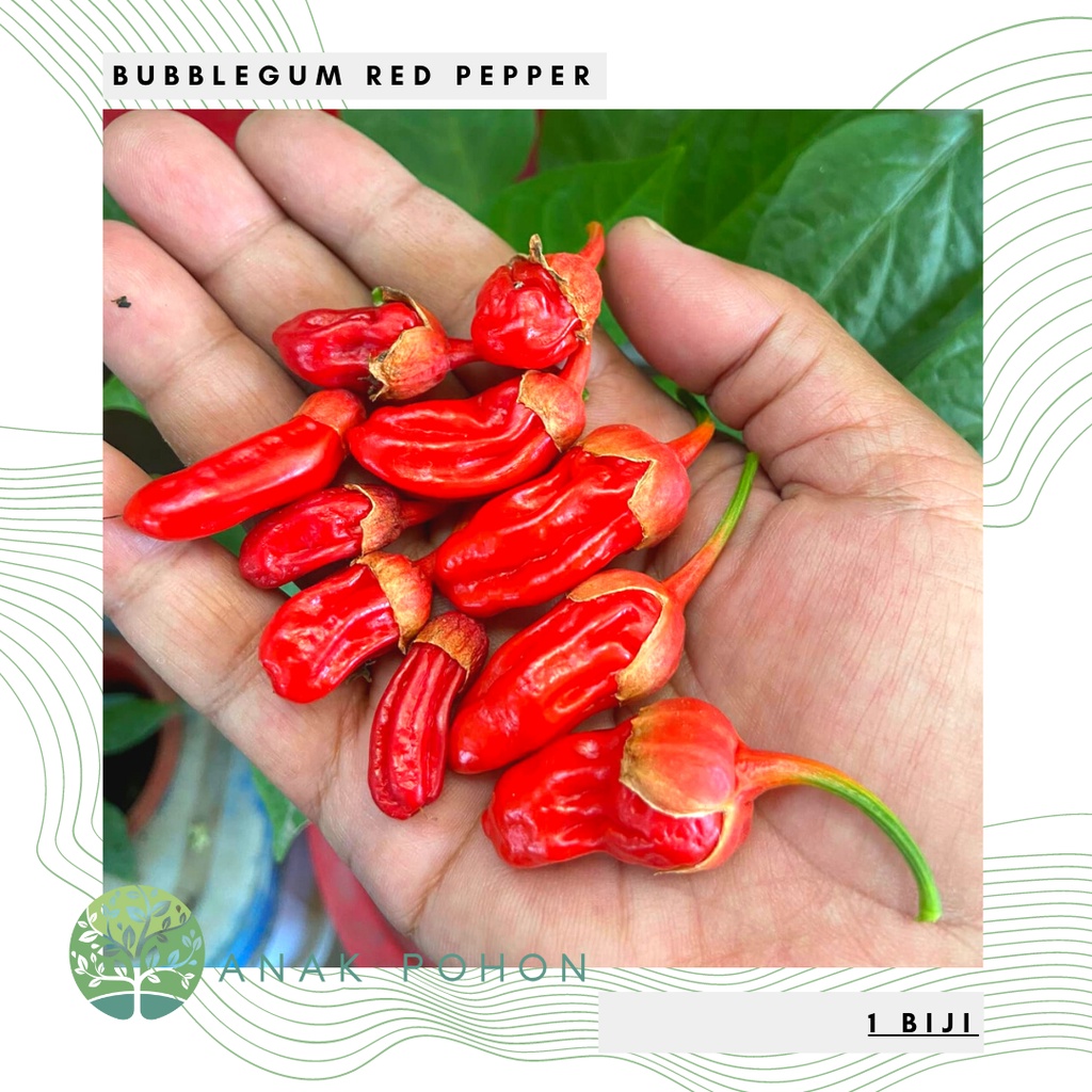 Benih Bibit Biji - Cabai Bubblegum BBG Red Pepper Seeds