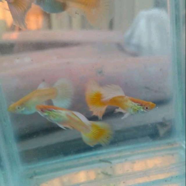 Guppy albino german yellow agy ikan hias untuk mempercantik aquarium dan aquascape murah ecer grosir