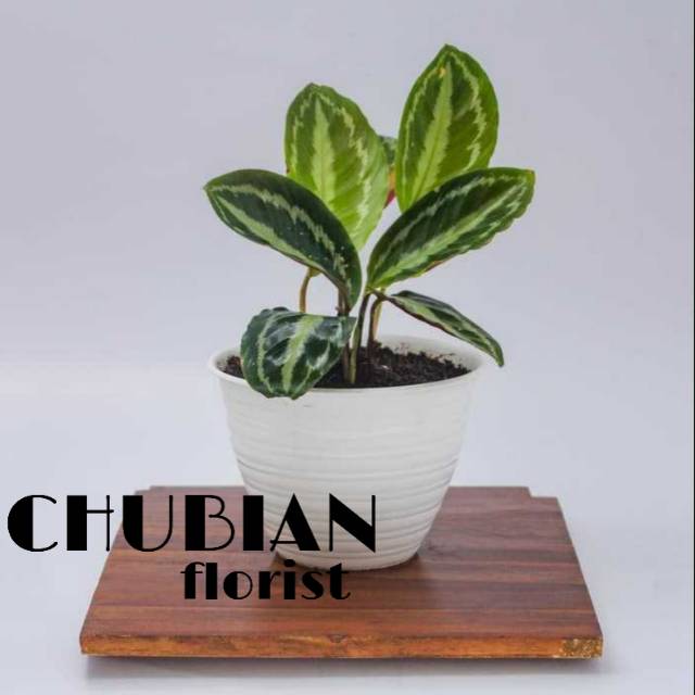 Tanaman hias calathea veitchiana