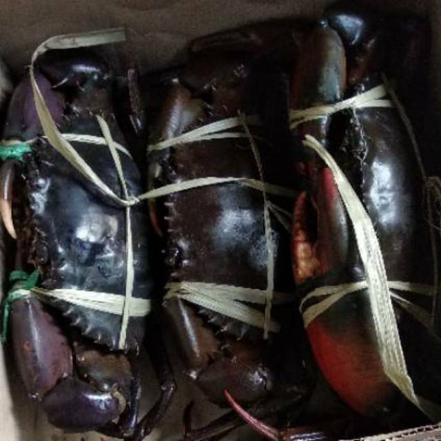 

Kepiting Fresh Hidup 500 Gram Up - 1 kilo isi 2 Ekor - Kepiting Bakau - Seafood.