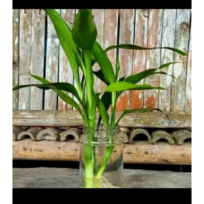 tanaman hias hidup di air Sri rejeki