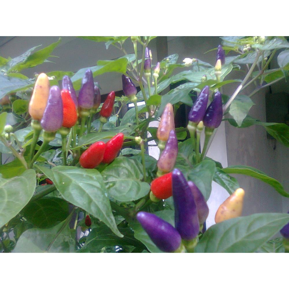 benih cabe pelangi Terbaik