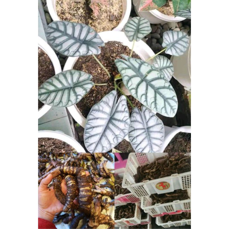 bonggolan alocasia dragon silver