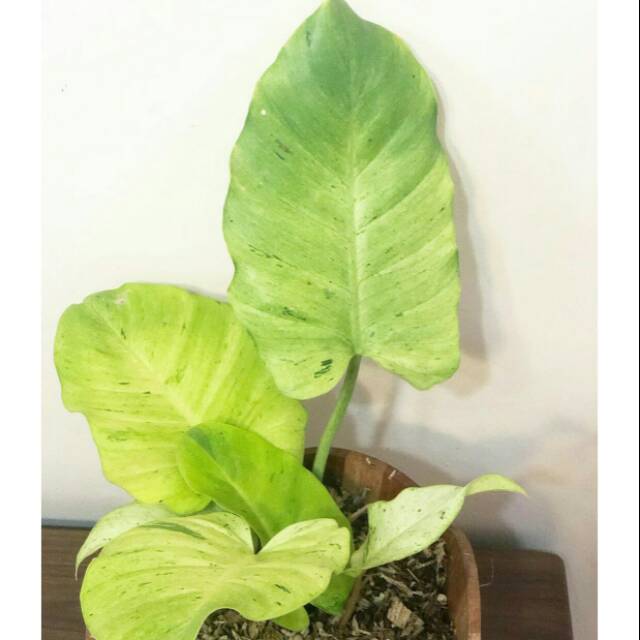 Philodendron Green Moss Philodendron Green Mouse Shopee Indonesia