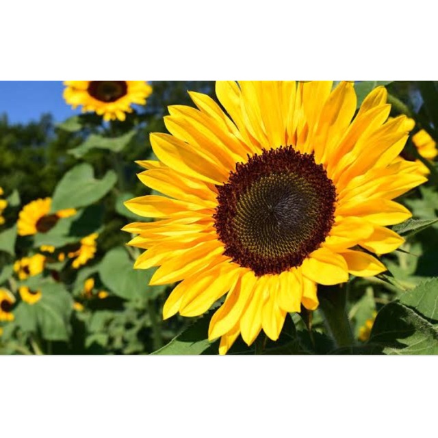Toko Online S C Garden Store Shopee Indonesia