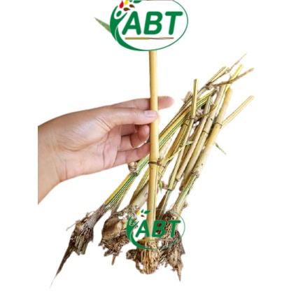 BIBIT BAMBU KUNING mini