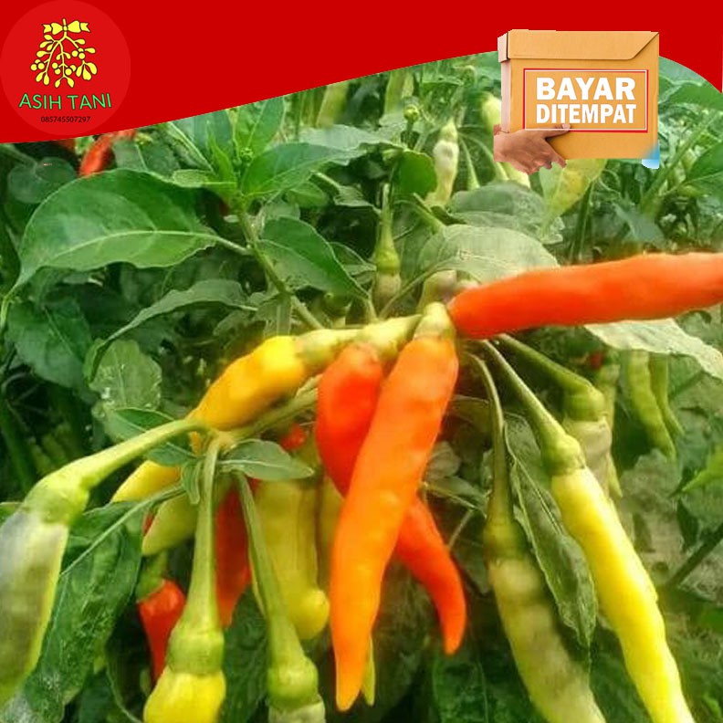 Benih Bibit Cabe Cabai Rawit SHYPOON GEN24F1 Tahan Virus 10 Gram