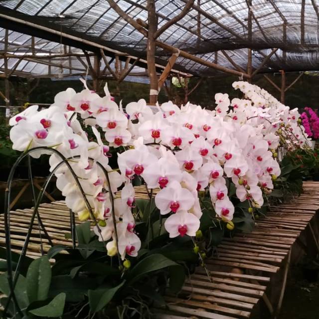 Anggrek berbagai jenis