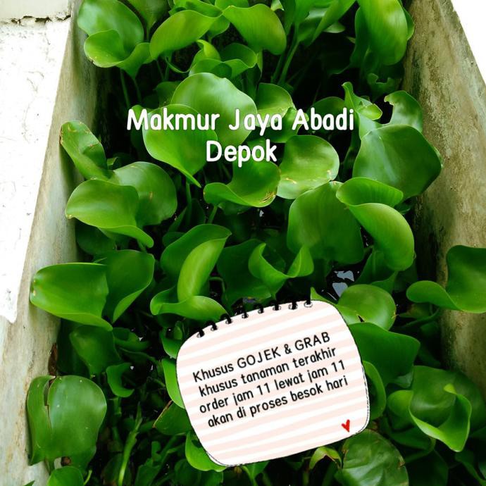 eceng gondok / eceng gondok kualitas Super / eceng gondok ratele992 Berkualitas