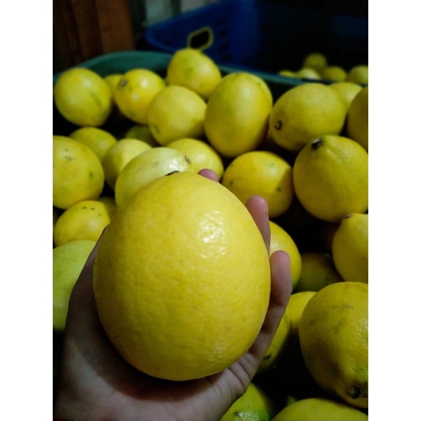 

Jeruk Lemon California Jumbo