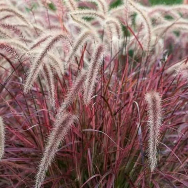 tanaman alang alang merah - tanaman hias alang alang merah