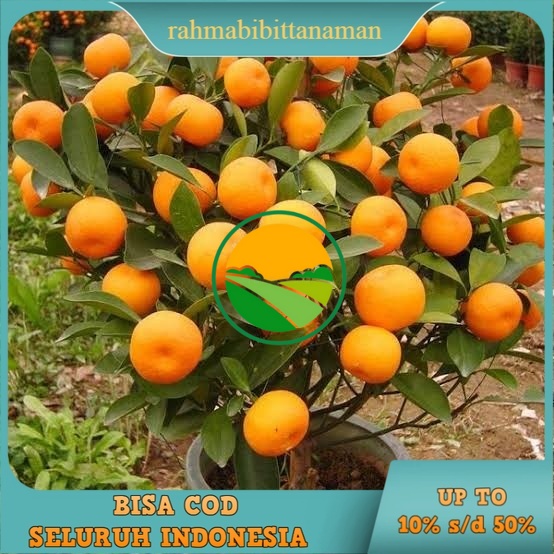 Jual Bibit Jeruk Santang Madu Super Shopee Indonesia