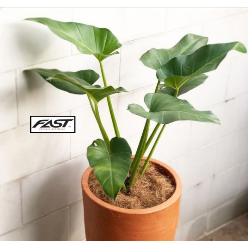 Tanaman Hias Philodendron Marble - Philo Marble - Philo Marbel