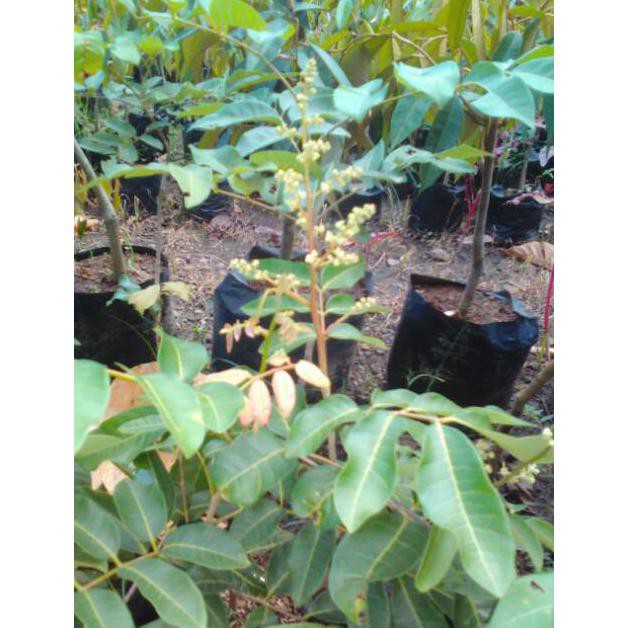 Bibit Kelengkeng Matalada  Kondisi Sedang Berbuah  Bibit Kelengkeng Mata Lada  Bibit Tanaman Buah