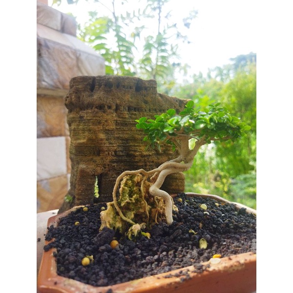 bonsai small sancang