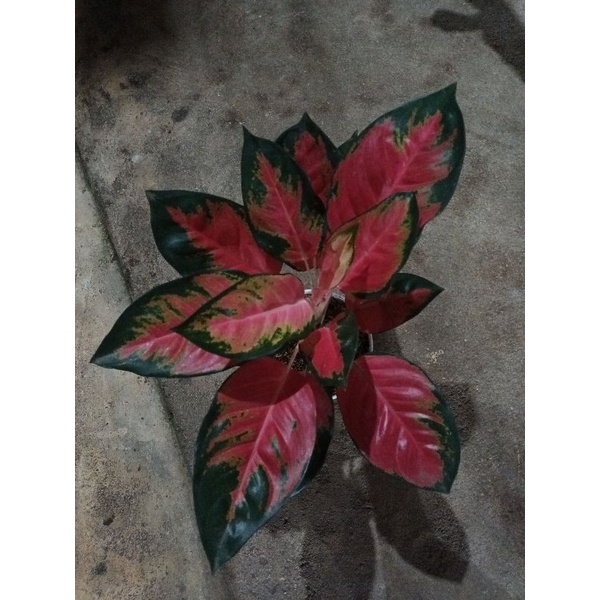 Aglaonema Kochin