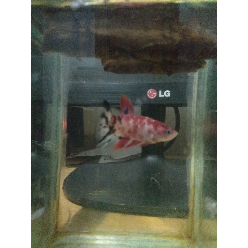 

Ikan cupang red koi