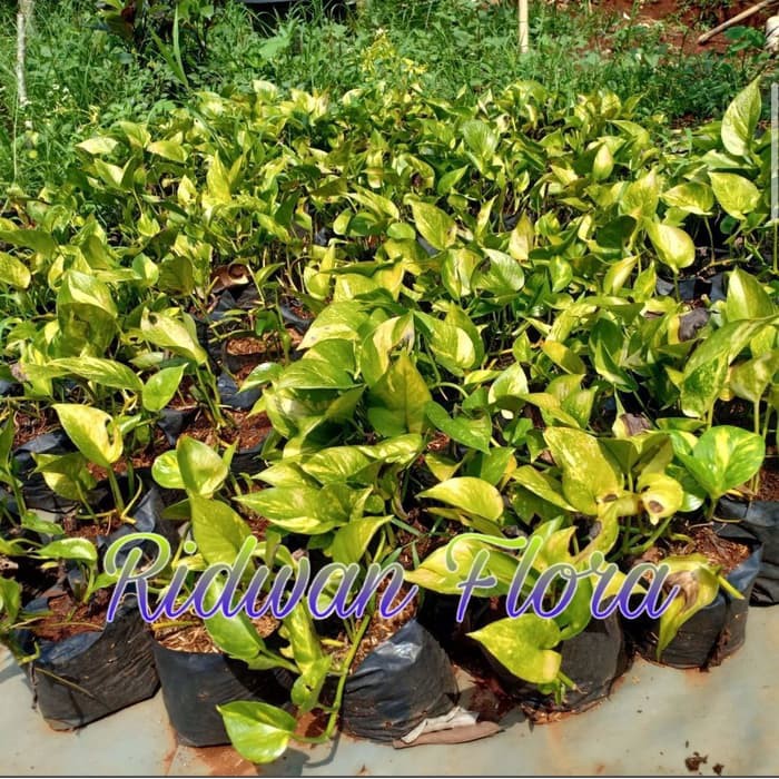 Srigading - tanaman sri gading - sirih gading- sri gading kuning hijau