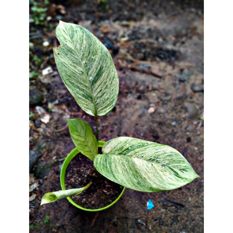 homalomena schismatoglottis varigata marble