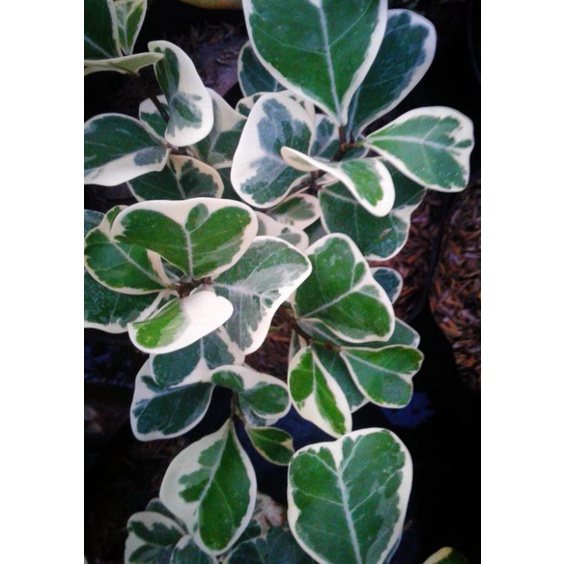 Beringin Kupu Kupu Varigata