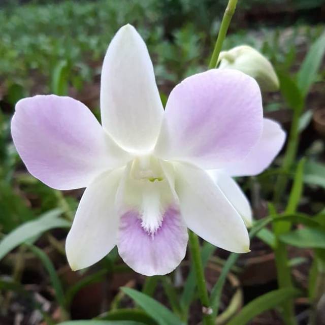Anggrek Dendrobium Happy Pink Dewasa