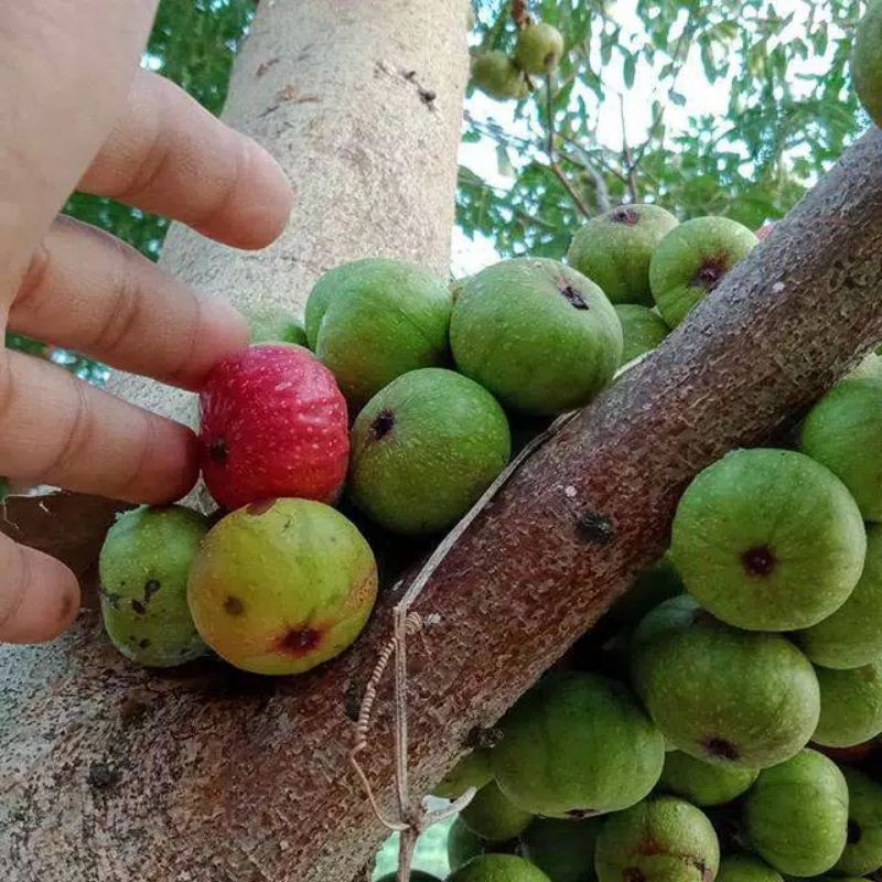 1kg buah Loa(buah Ara) ficus racemosa obat herbal