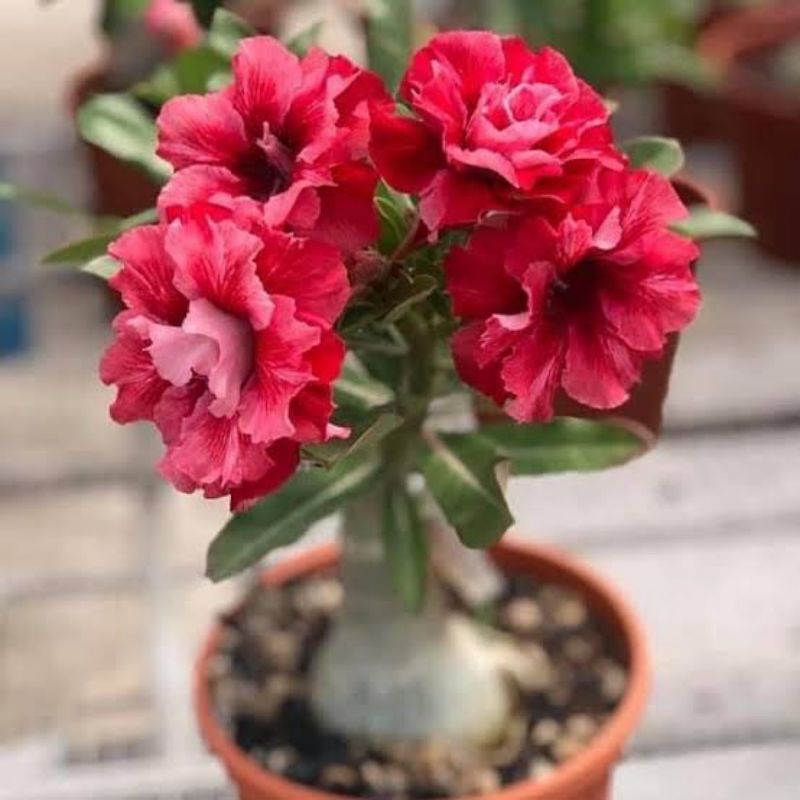 PROMO BESAR !! Tanaman Hias Adenium Mini dengan Pot imut lucu