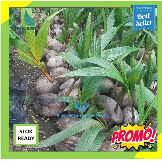 Bibit Kelapa Hibrida Genjah