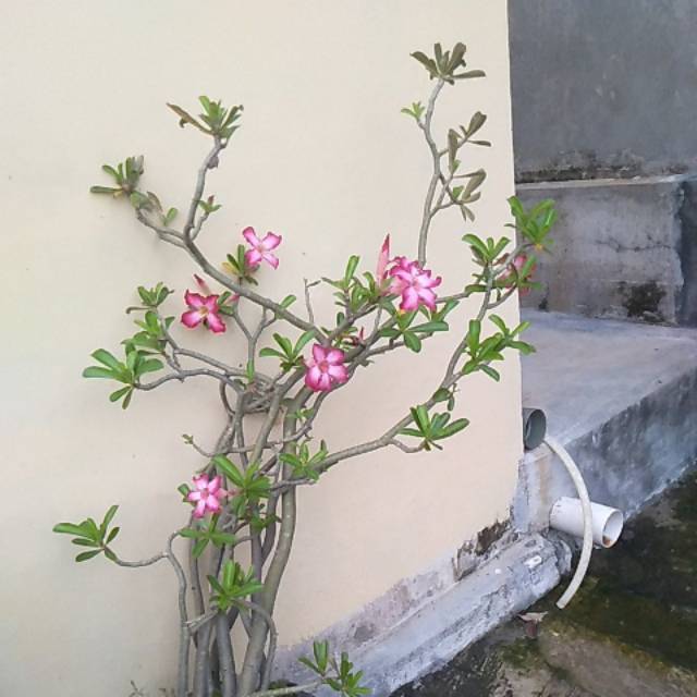 

Bunga Kamboja