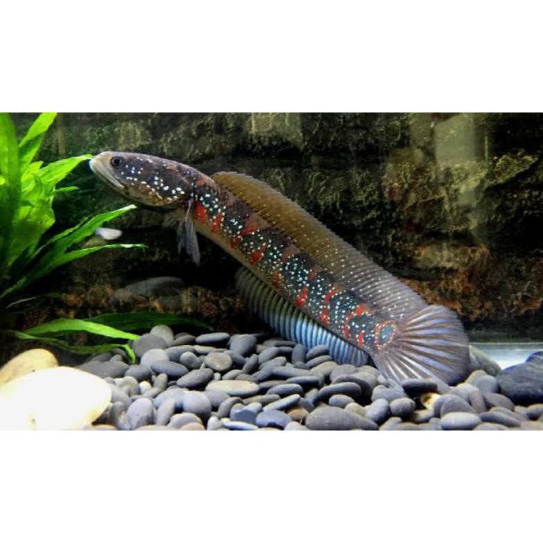 Ready Chana Asiatica Rsws (9-10Cm) Ikan Gabus Hias Predator