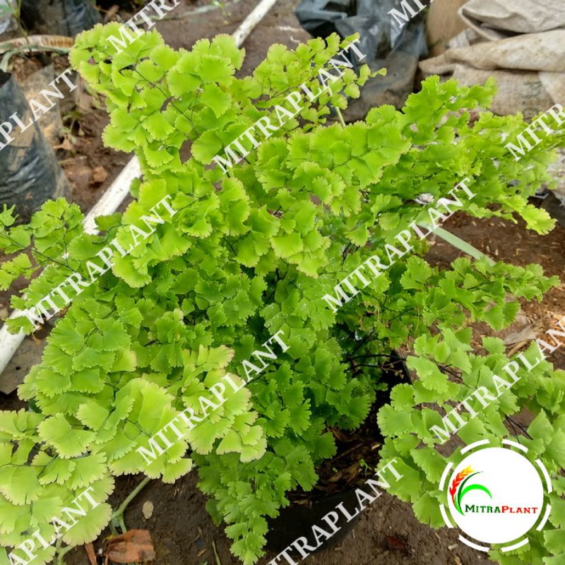 Tanaman Hias Suplir Betok - Bibit Pohon Suplir Betok - Tumbuhan Paku Adiantum