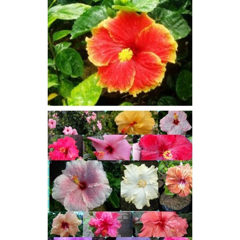 aneka macam tanaman hibiscus bangkok wrna mix