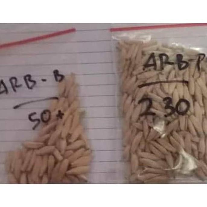 Produk Ready Seeds/Biji/Benih Tanaman Hias Adenium Arabicum Mix Isi 10 Biji