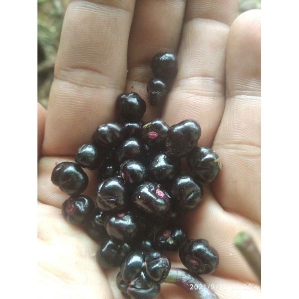

Buah angkung atau Buah binahong segar obat struk 200pcs