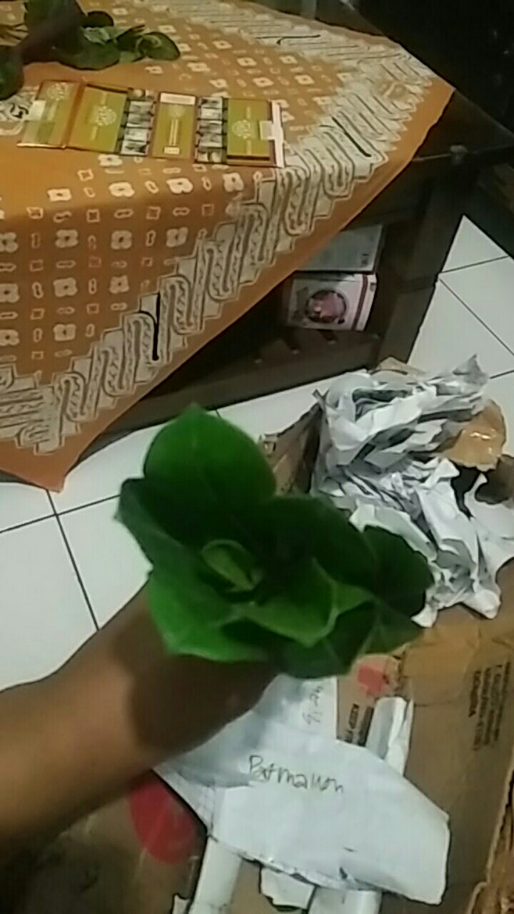Bibit Tanaman Hias Adenium Kemboja Jepang Bunga Tumpuk Meng Qian