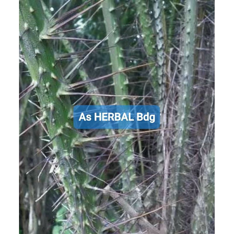 

Batang pohon salak duri pohon salak 500 gram-az