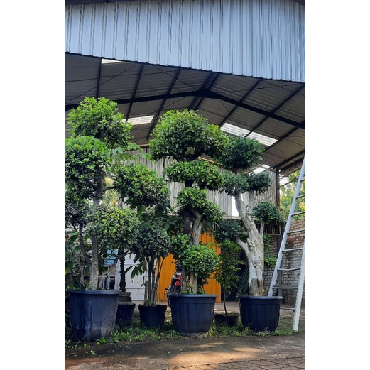 pohon serut taman hias