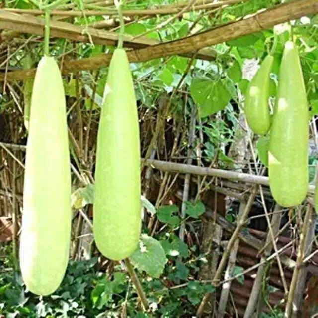 

Labu air jumbo 1 biji berat 2500 grm