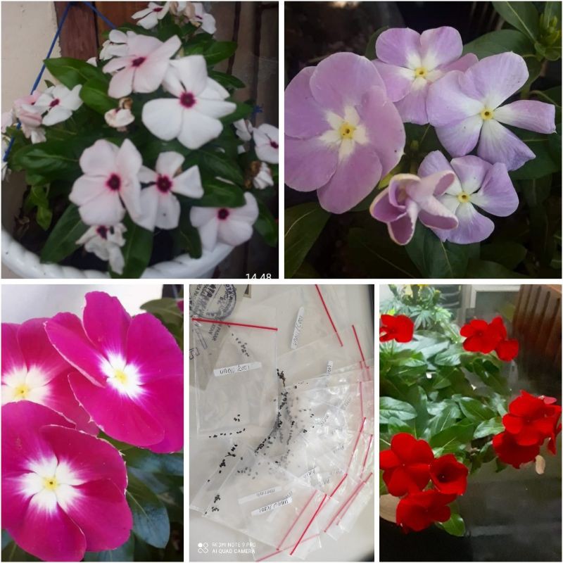 bibit bunga vinca mix