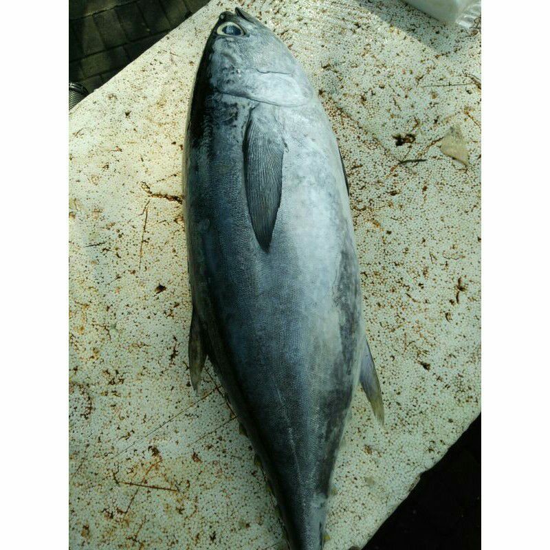 

Baby Tuna Sirip Kuning Fresh 1 Ekor (2 sd.2,5 kg) (E.39)