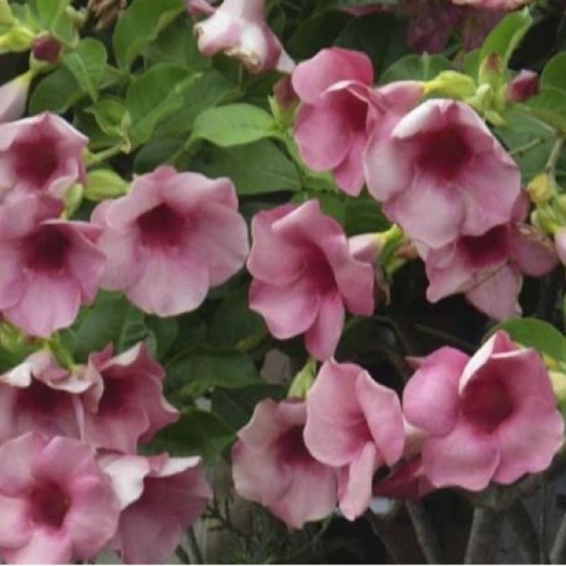 Bibit tanaman hias bunga rambat alamanda