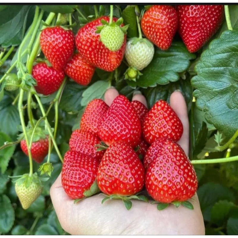 20 bibit strawberry jumbo manis jenis mencir bibit strawberry unggulan