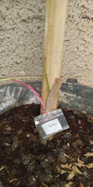 Bibit Anggur Yellow Belgia Super