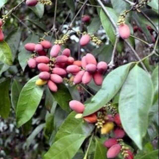 

Bibit pohon melinjo