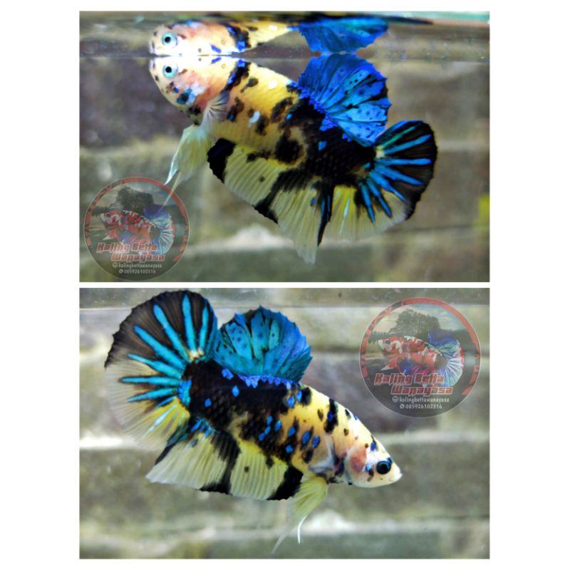 

Plakat Yellow Koi