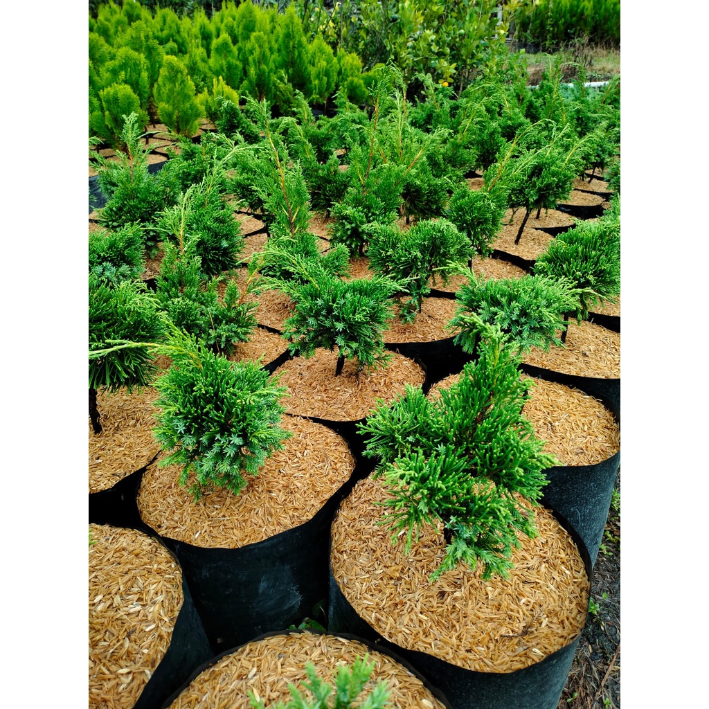 Cemara Sinensis - Juniperus Chinensis - Cemara Cina - Tanaman Hias - Bahan Bonsai