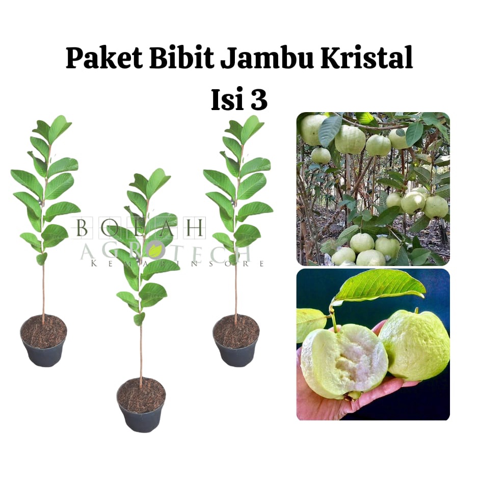 Paket Hemat Bibit Jambu Kristal Okulasi Isi 3 Bonus Bibit Strawberry+Polibag